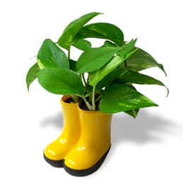Pothos n Boots